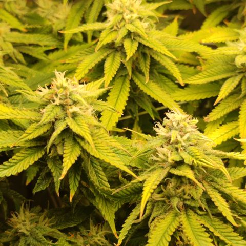 Apple Pie Foto growlog timeline photo