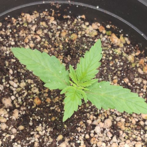 Gmo Cookies Auto growlog timeline photo