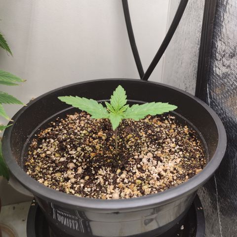 Gmo Cookies Auto growlog timeline photo