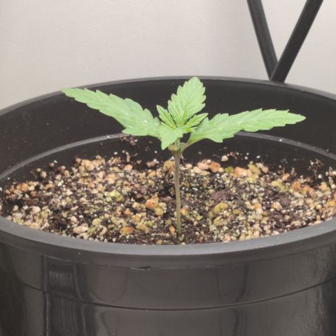 Gmo Cookies Auto growlog timeline photo