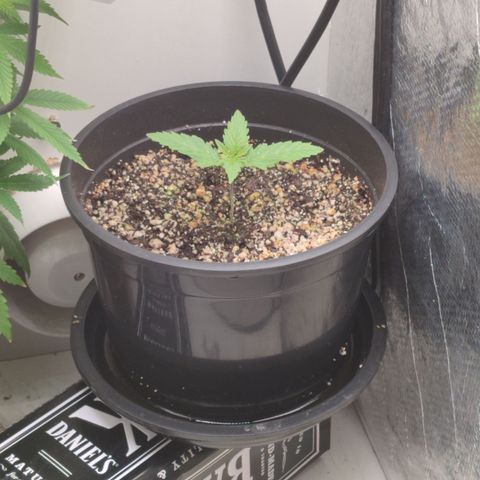 Gmo Cookies Auto growlog timeline photo
