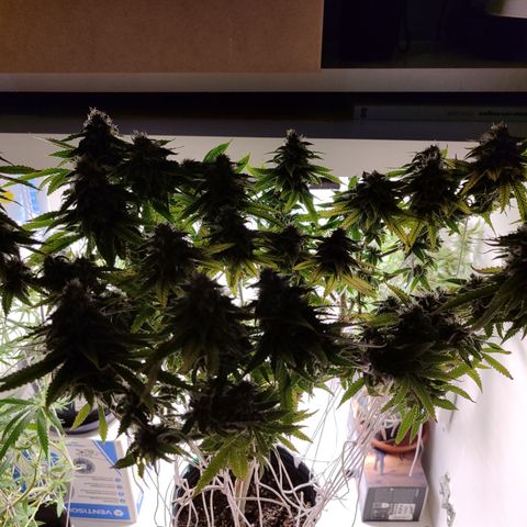 Apple Pie Foto growlog timeline photo