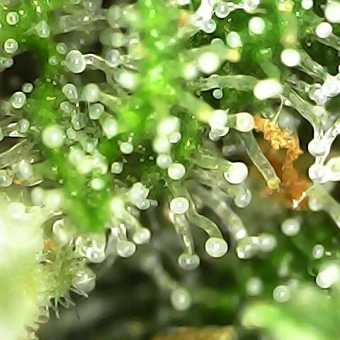Apple Pie Foto growlog timeline photo