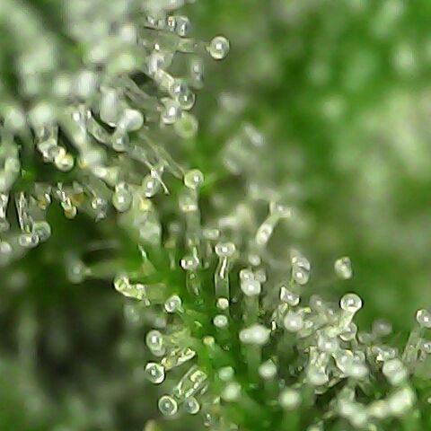 Apple Pie Foto growlog timeline photo