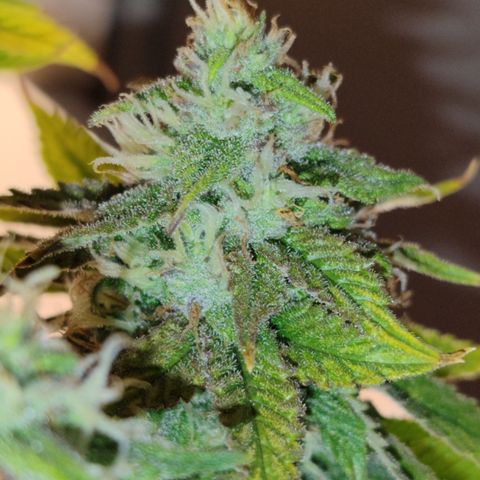Apple Pie Foto growlog timeline photo