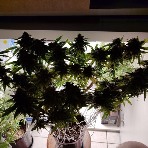 Apple Pie Foto growlog timeline photo