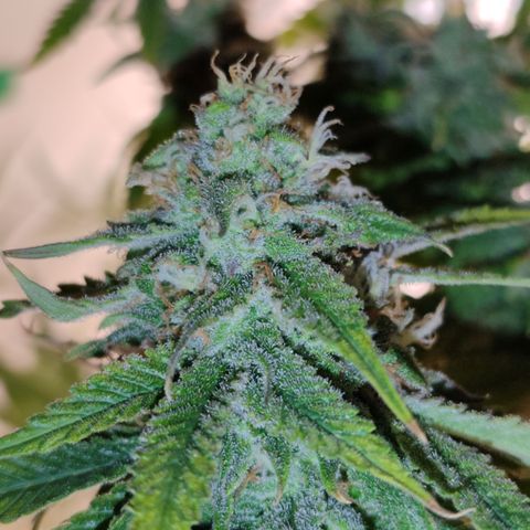 Apple Pie Foto growlog timeline photo