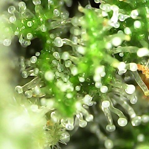 Apple Pie Foto growlog timeline photo