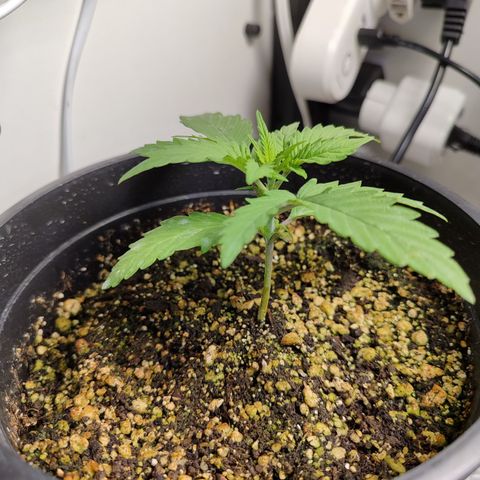 Gmo Cookies Auto growlog timeline photo