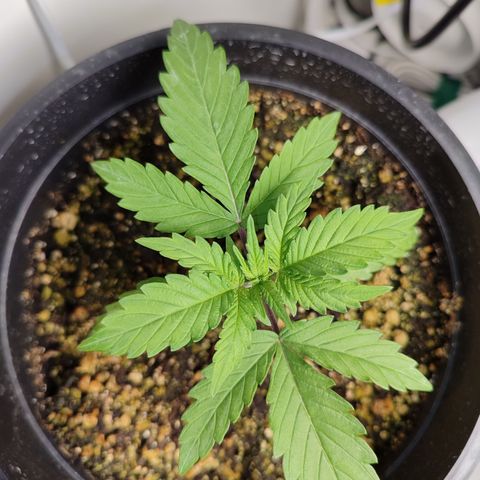 Gmo Cookies Auto growlog timeline photo