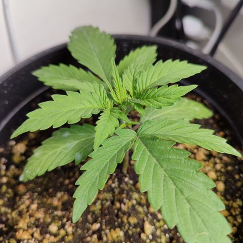 Gmo Cookies Auto growlog timeline photo