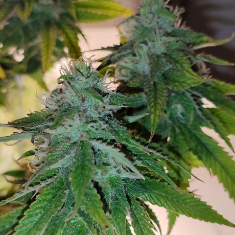Apple Pie Foto growlog timeline photo