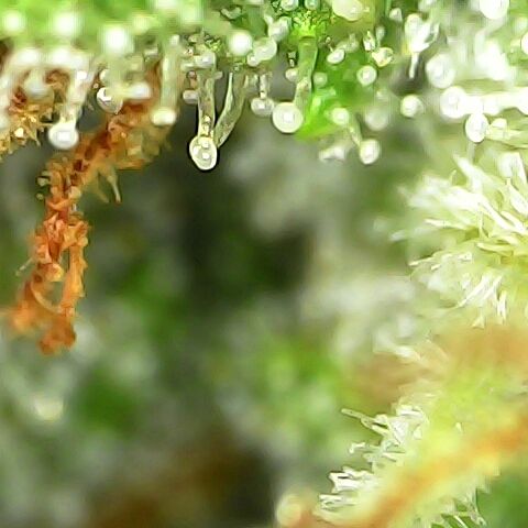 Apple Pie Foto growlog timeline photo