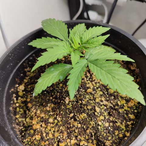 Gmo Cookies Auto growlog timeline photo
