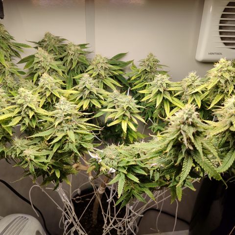 Apple Pie Foto growlog timeline photo