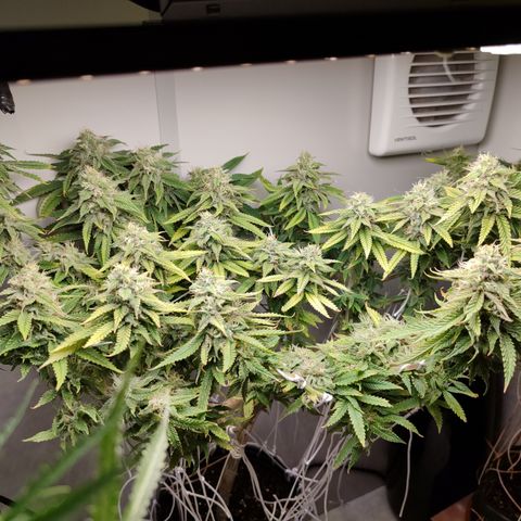 Apple Pie Foto growlog timeline photo