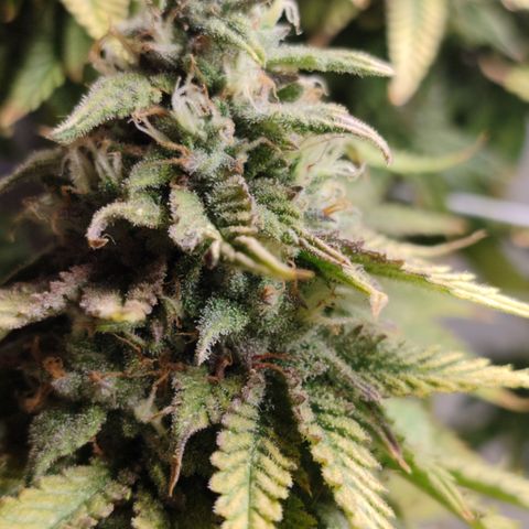 Apple Pie Foto growlog timeline photo