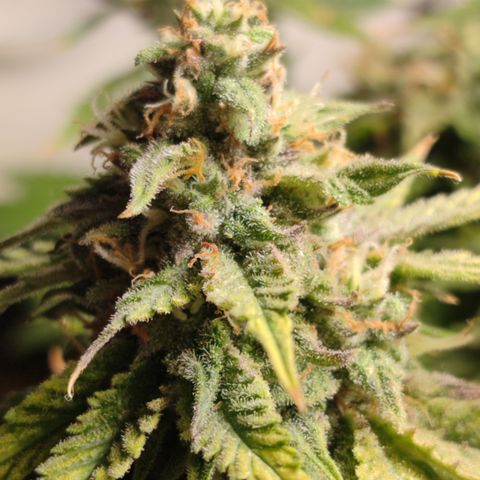 Apple Pie Foto growlog timeline photo