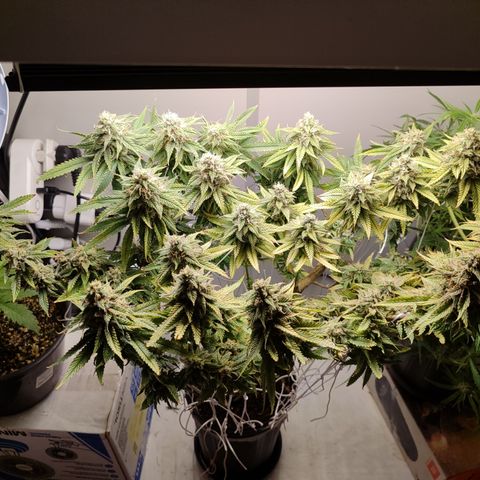Apple Pie Foto growlog timeline photo