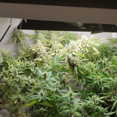 Apple Pie Foto growlog timeline photo