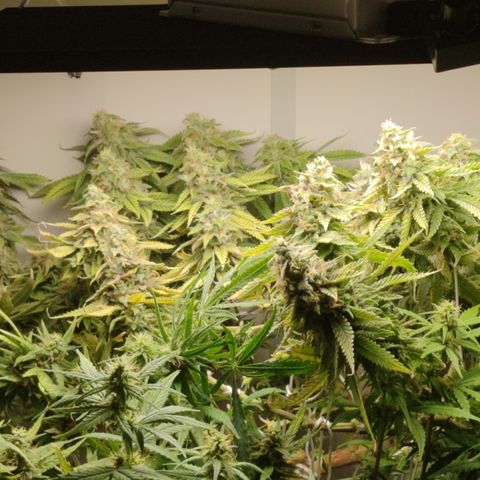 Apple Pie Foto growlog timeline photo