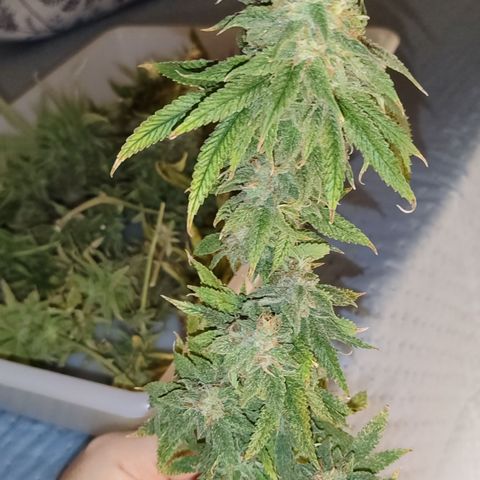 Apple Pie Foto growlog timeline photo