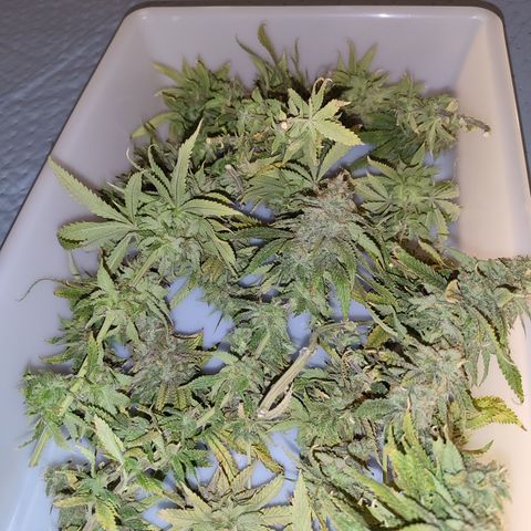 Apple Pie Foto growlog timeline photo