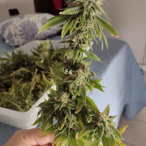 Apple Pie Foto growlog timeline photo