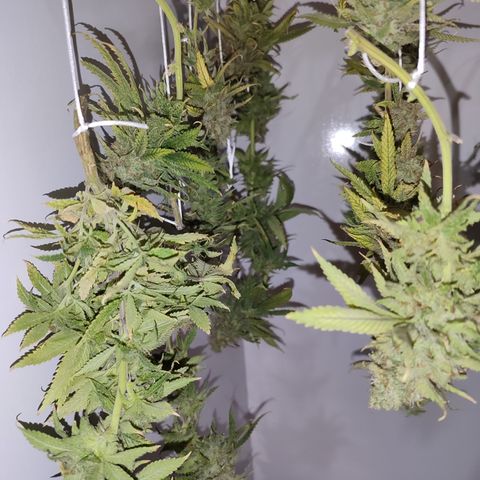 Apple Pie Foto growlog timeline photo
