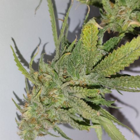Apple Pie Foto growlog timeline photo