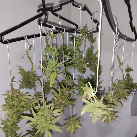Apple Pie Foto growlog timeline photo