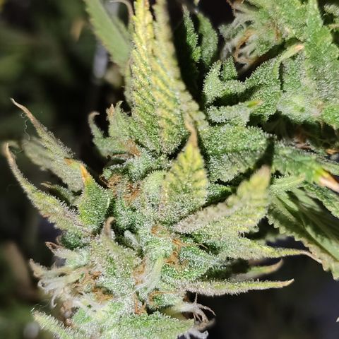 Apple Pie Foto growlog timeline photo