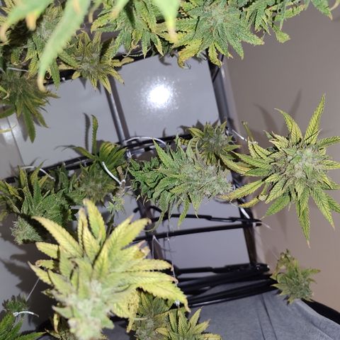 Apple Pie Foto growlog timeline photo