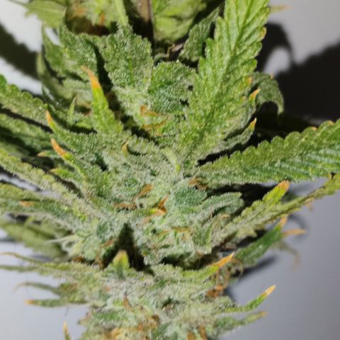 Apple Pie Foto growlog timeline photo
