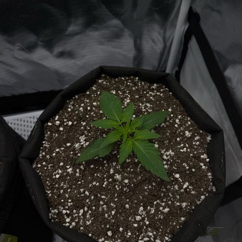 Quick One (Кукич) growlog timeline photo