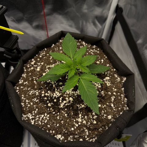 Quick One (Кукич) growlog timeline photo