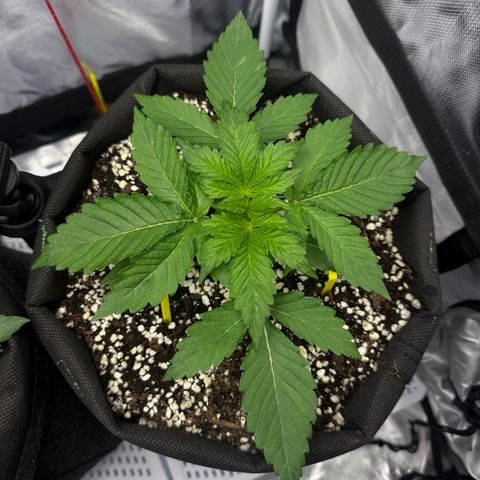 Quick One (Кукич) growlog timeline photo