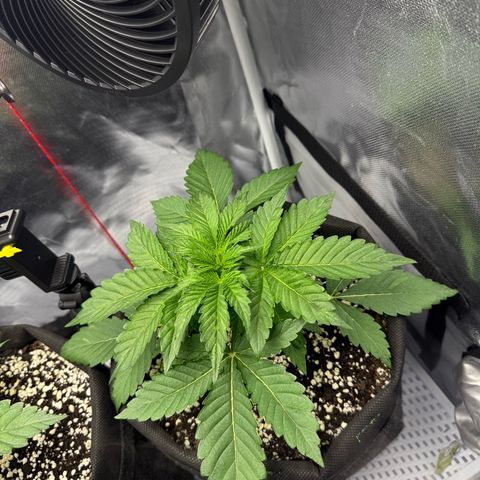 Quick One (Кукич) growlog timeline photo