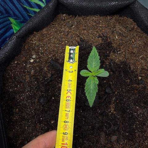 Quick One (Кукич) growlog timeline photo