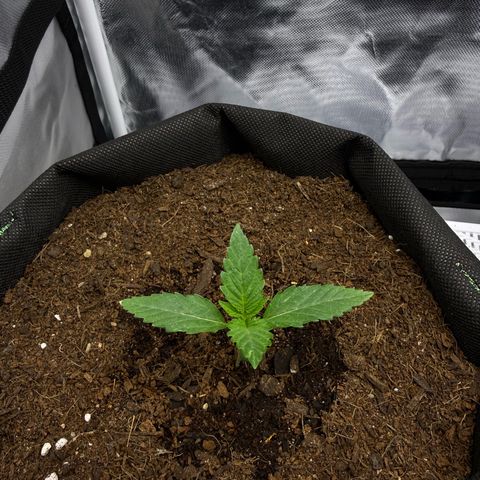 Quick One (Кукич) growlog timeline photo