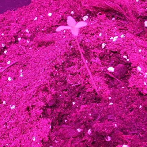 Northern Light Automatic growlog timeline photo
