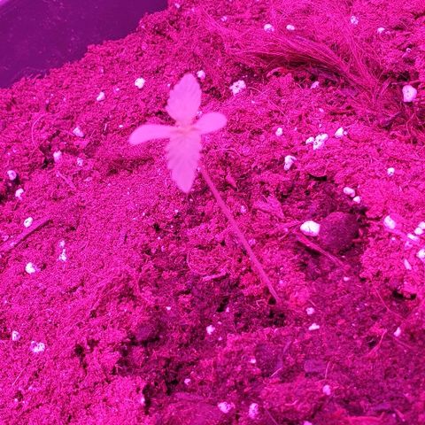 Northern Light Automatic growlog timeline photo