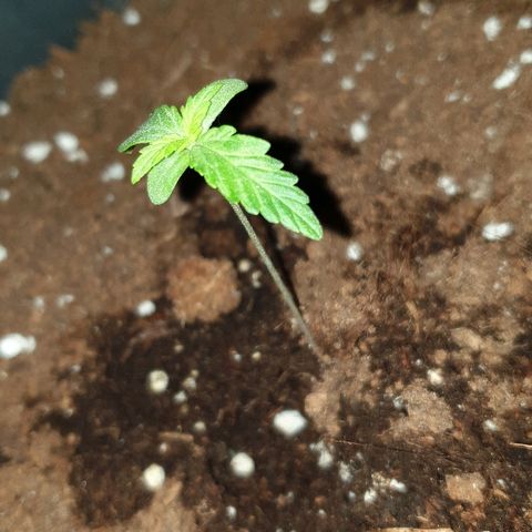 Northern Light Automatic growlog timeline photo