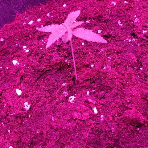 Northern Light Automatic growlog timeline photo