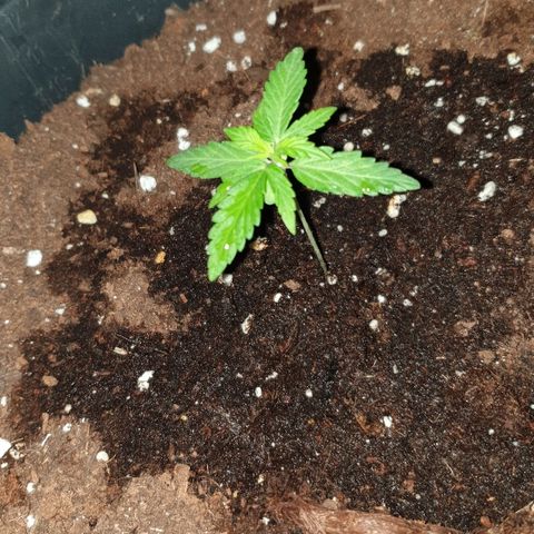 Northern Light Automatic growlog timeline photo