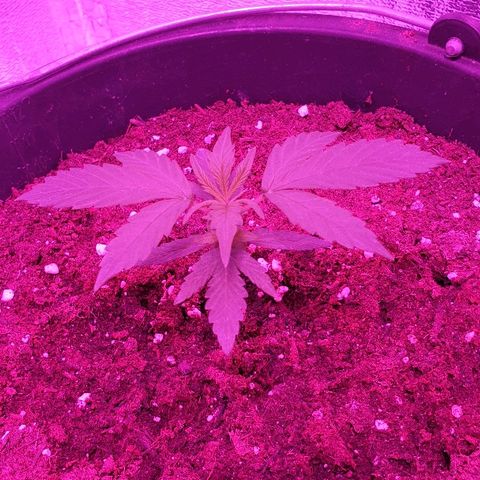 Northern Light Automatic growlog timeline photo