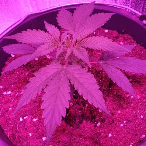 Northern Light Automatic growlog timeline photo