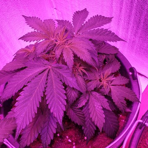 Northern Light Automatic growlog timeline photo