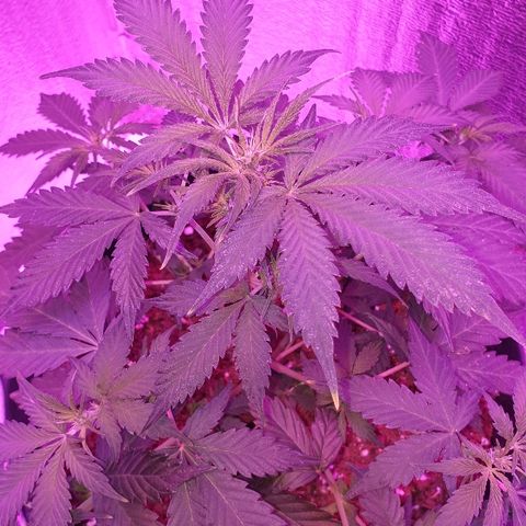 Northern Light Automatic growlog timeline photo
