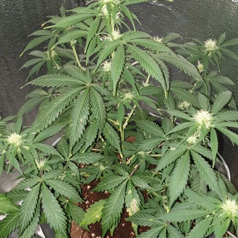 Northern Light Automatic growlog timeline photo